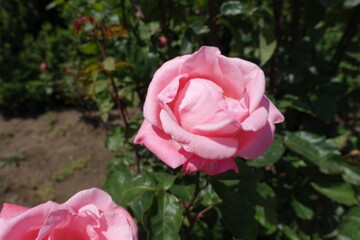 Florescence of light pink garden rose in June