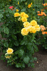 Yellow flowers of roses in mid June