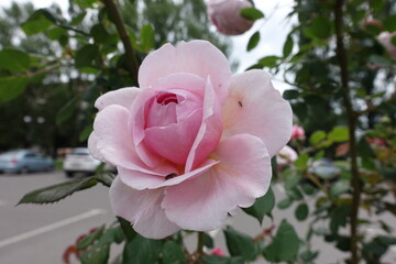 Insects on light pink flower of garden rose in June