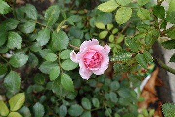 Leafage and light pink flower of garden rose in July