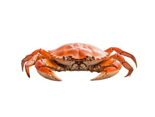 A detailed image of a crab showcasing its vibrant orange shell and prominent pincers, Transparent Background.
