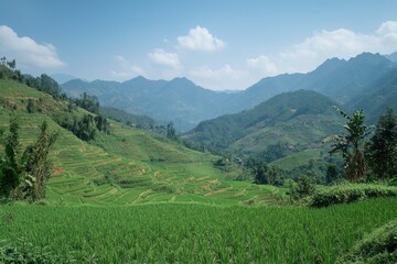 Obraz premium Rice Terraces and Mountain Landscape Under Blue Sky in Vietnam