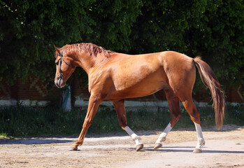 Beautiful bay horse running on the stud farm