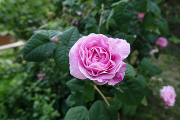 Mauvish pink flower of garden rose in May