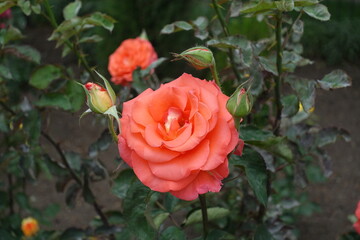 Close view of salmon pink flower of rose in mid June