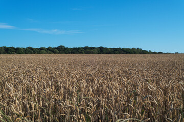 field of wheat and blue sky