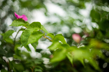 Bougainvillea: A Vibrant Tapestry of Color
Bougainvillea, a genus of flowering plants, is renowned for its vibrant, colorful bracts that often steal the show. These stunning plants, native to South Am