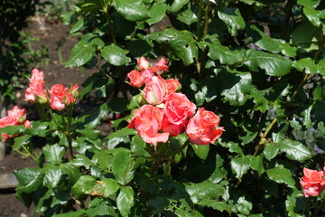 Half open salmon pink flowers of roses in mid June