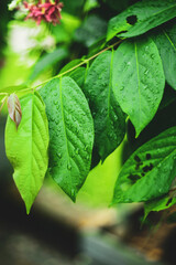 Combretum indicum grow from 7 to 15 centimeters and their arrangement is opposite.Combretum...