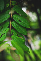 Combretum indicum grow from 7 to 15 centimeters and their arrangement is opposite.Combretum indicum, also commonly known as the Rangoon creeper.Combretum indicum is a vine with red flower