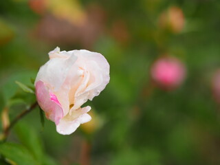 バラ　プリンセステンコー　つぼみ