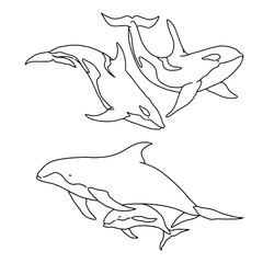 outline Killer whales and dolphins for templates.