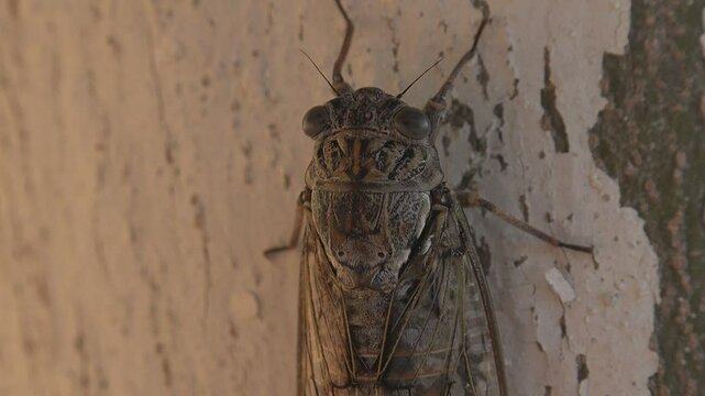 Horsefly, Gadfly, Insect, Fly, Flyer on Tree Lefkada Greece, Dangerous Botfly
