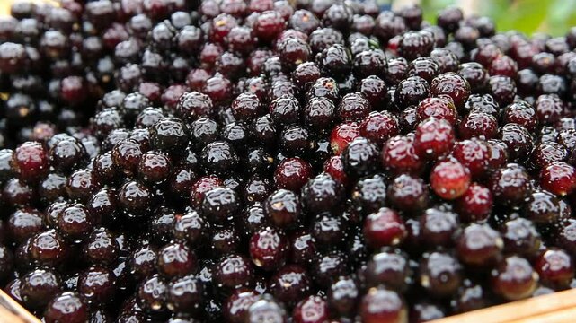 Fresh organic jabuticaba berries collected from local farms in Brazil during the harvest season