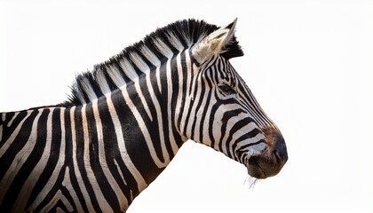 isolated zebra on transparent background