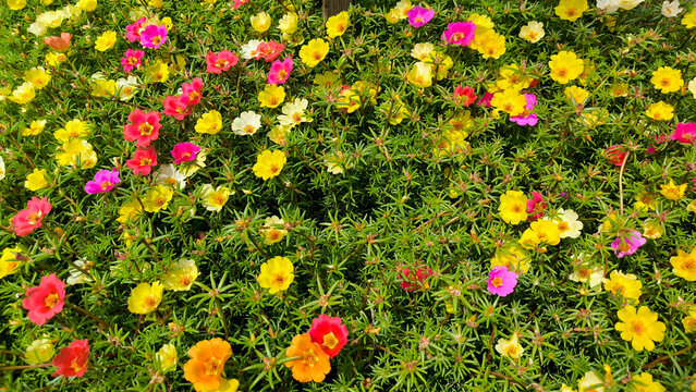 colorful blooming portulaca flowers, moss rose, in the garden
