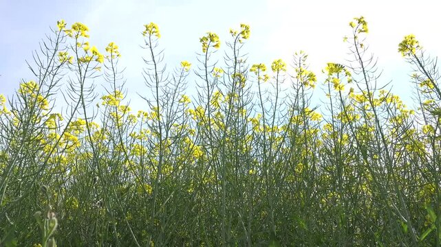 4K Rape, Rapeseed in Agriculture Field, View Colza Cultivated Land, Countryside