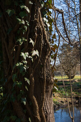 tree trunk overgrown with the creeper plant ivy in the botanical garden in bavaria