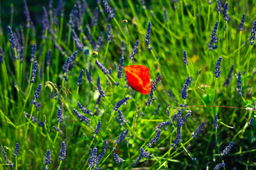 a lonely red poppy in the field