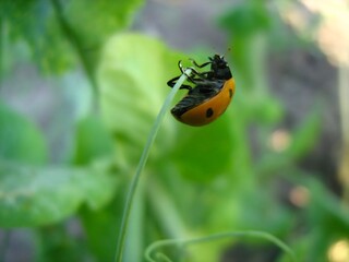 Ladybug hanging on a blade of grass in a garden
