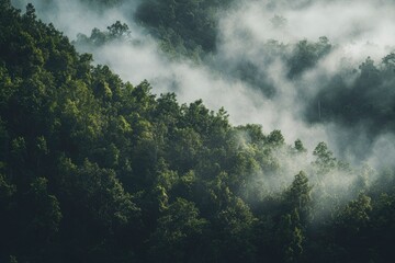 Fog Rolling Through Green Forest Hillside Creating a Misty Landscape