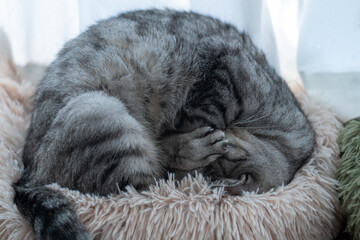 窓辺で眠る可愛い猫　サバトラ猫	