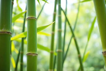 Obraz premium close up of a bamboo tree with the sun shining through it