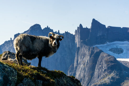 Mountaineering Sheep