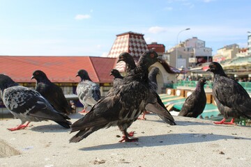 pigeons with frosted feathers stand on concrete on a sunny day