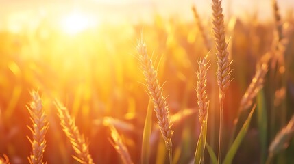 Fototapeta premium Golden Hour Wheat Field: A Sunset Symphony