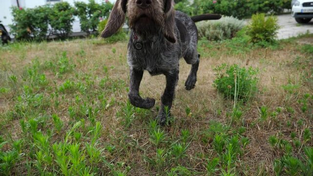 Curious german wirehaired pointer dog run after moving camera on grass in garden. Funny brown drahthaar puppy plays with his owner jogging on green lawn. Concept of human and animal friendship