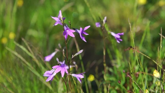 Lilac bell flower or Campanula close-up in a green meadow
