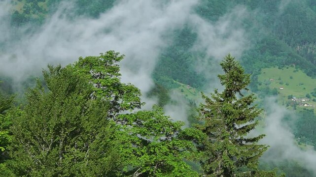 Several green trees in foreground of a mountain slope with low flying clouds summer landscape