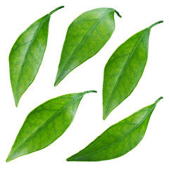Citrus leaf isolated png. Orange leaves top view. Citrus leaf collection on transparent background. Leaves no background. Full depth of field. 