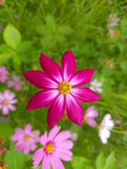 Obraz premium Close up of cosmos flowers blooming in the garden, creating a vibrant and dreamy scene.