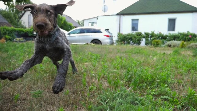 Curious german wirehaired pointer dog run after moving camera on grass in garden. Funny brown drahthaar puppy plays with his owner jogging on green lawn. Concept of human and animal friendship