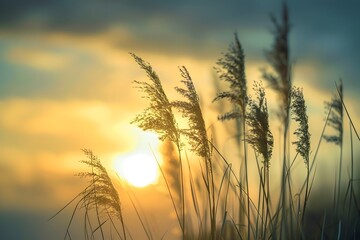 Golden Sunset with Reeds Silhouette - Tranquil Nature Scene