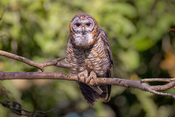 Mottled wood owl