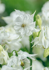 Fototapeta premium Delicate White Aquilegia Flowers in Bloom on a Sunny Day.