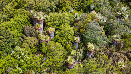 A hiking path and it´s vegetation in the mountains of Tasmania, seen from above