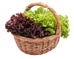 Fresh lettuce in woven basket, showcasing vibrant green and red varieties, perfect for salads and healthy meals. This captures essence of freshness and natural produce