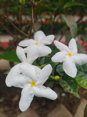 white flowers in the garden