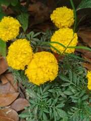 yellow flowers in the garden