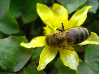 Bee pollinating lesser celandine wildflower in springtime