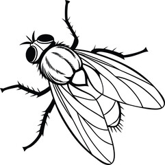 fly on white background