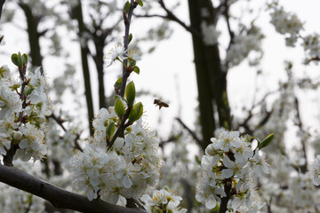 Blossoming trees attract bees during spring time in an orchard filled with white flowers