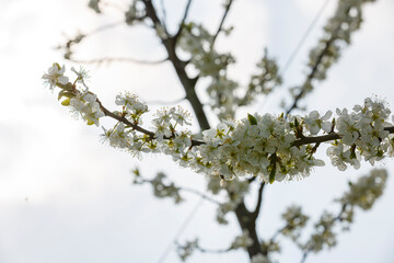 Blossom branches sway gently under soft sunlight in a tranquil spring afternoon, highlighting nature's beauty and renewal