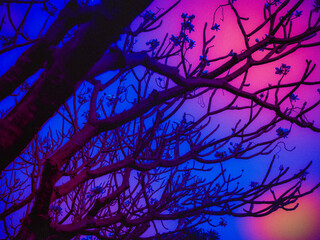 Abstract&nbsp;art photo of tree branches and Leaves for Background.