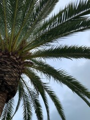 A palm tree moves with the soft breeze under an overcast sky in Costa del Sol, Spain. The tropical leaves sway gracefully, creating a calming, natural scene.