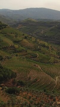 Vertical View of Day time in a Wine valley in Douro